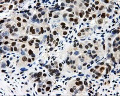 Immunohistochemistry-Paraffin: CISD1 Antibody (OTI4G3) [NBP2-02321]