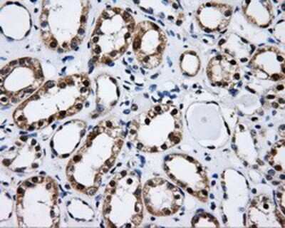 Immunohistochemistry-Paraffin: CISD1 Antibody (OTI4G3) [NBP2-02321]