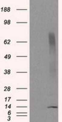 Western Blot: CISD1 Antibody (OTI4G3) [NBP2-02321]