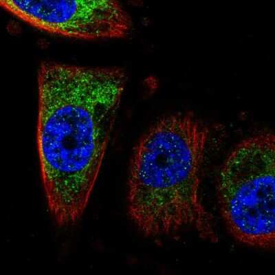 Immunocytochemistry/ Immunofluorescence: CISD1 Antibody [NBP2-57632]