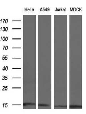 Western Blot: CISD1 Antibody (OTI2B3)Azide and BSA Free [NBP2-72024]