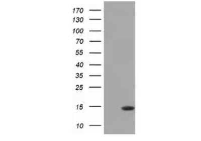 Western Blot: CISD1 Antibody (OTI2B3)Azide and BSA Free [NBP2-72024]