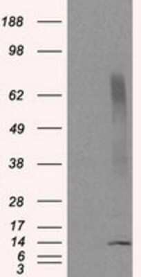 Western Blot: CISD1 Antibody (OTI4G3)Azide and BSA Free [NBP2-72026]