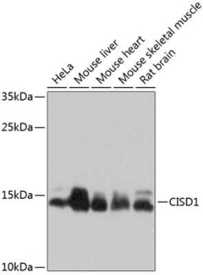 Western Blot: CISD1 AntibodyBSA Free [NBP2-92696]