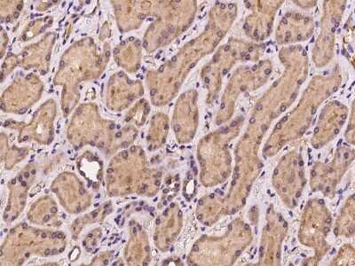 Immunohistochemistry-Paraffin: CISD2 Antibody [NBP2-97235]