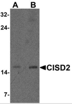 Western Blot: CISD2 AntibodyBSA Free [NBP2-81907]