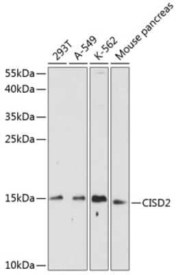 Western Blot: CISD2 AntibodyBSA Free [NBP2-92736]