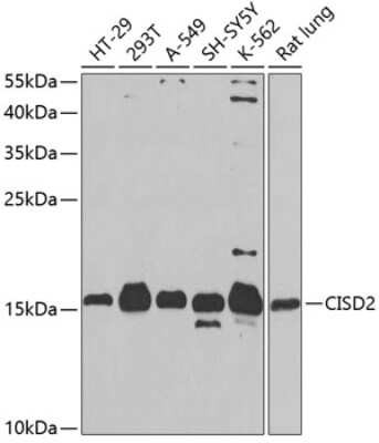 Western Blot: CISD2 AntibodyBSA Free [NBP2-92786]