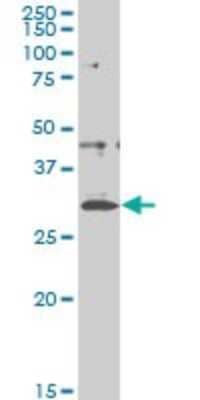 Western Blot: CITED1 Antibody (5H6) [H00004435-M03]
