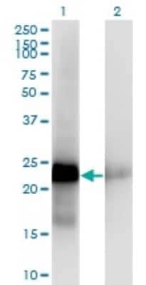 Western Blot: CITED1 Antibody (5H6) [H00004435-M03]