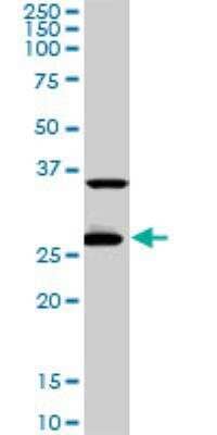 Western Blot: CITED1 Antibody (6C1) [H00004435-M02]