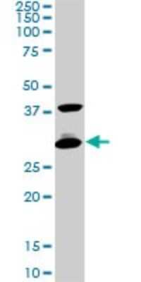 Western Blot: CITED1 Antibody (6C8) [H00004435-M05]