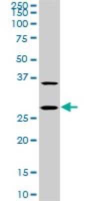 Western Blot: CITED1 Antibody (6E12) [H00004435-M04]