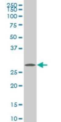 Western Blot: CITED1 Antibody (6E12) [H00004435-M04]