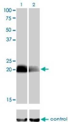 Western Blot: CITED1 Antibody (6G8) [H00004435-M01]