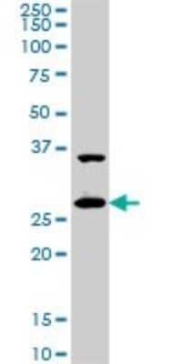 Western Blot: CITED1 Antibody (6G8) [H00004435-M01]