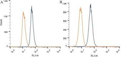 Flow Cytometry: CITED4 Antibody (HT13-2D6.3) - Azide and BSA Free [NBP2-80672]
