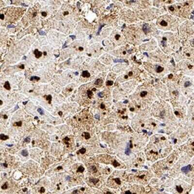 Immunohistochemistry: CITED4 Antibody (HT13-2D6.3) - Azide and BSA Free [NBP2-80672]