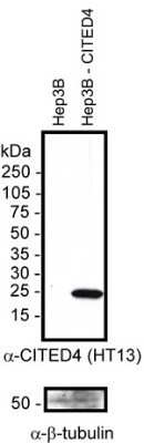 Western Blot: CITED4 Antibody (HT13-2D6.3)Azide and BSA Free [NBP2-80672]