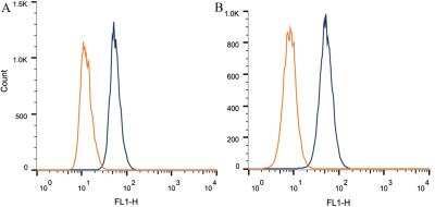Flow Cytometry: CITED4 Antibody (HT13-2D6.3) [NB110-41572]