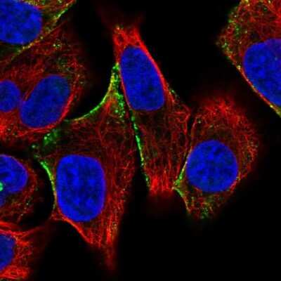 Immunocytochemistry/ Immunofluorescence: CITED4 Antibody [NBP2-33788]