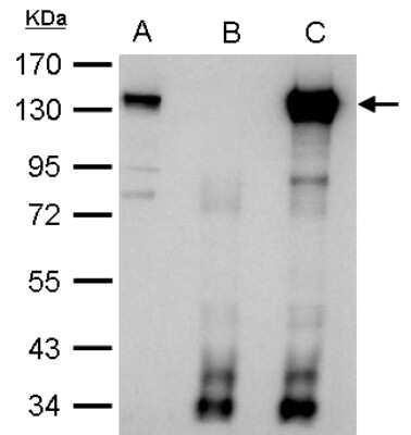 Immunoprecipitation: CIZ1 Antibody [NBP2-15906]