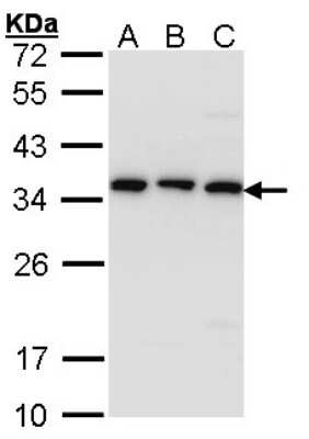 Western Blot: CKAP1 Antibody [NBP1-33462]