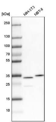 Western Blot: CKAP1 Antibody [NBP1-85671]