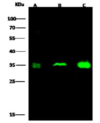 Western Blot: CKAP1 Antibody [NBP3-00264]