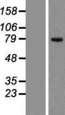 Western Blot: CKAP2 Overexpression Lysate [NBP2-06858]