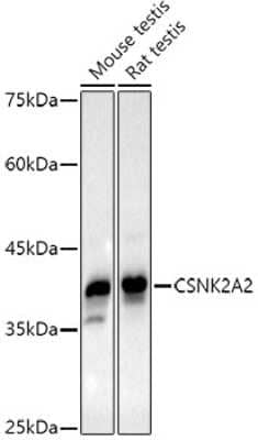 Western Blot: CKII alpha prime polypeptide Antibody (3W5P4) [NBP3-16076]