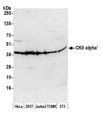 Western Blot: CKII alpha prime polypeptide Antibody [NB100-379]