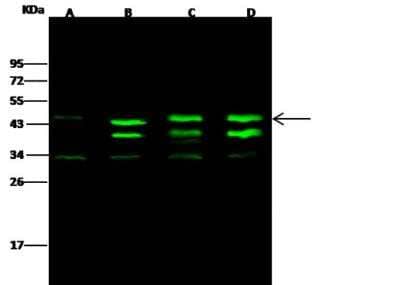 Western Blot: CKII alpha prime polypeptide Antibody [NBP2-99686]