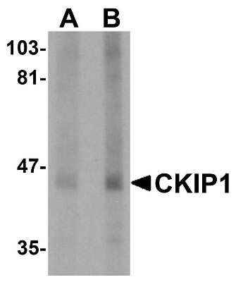 Western Blot: CKIP-1 AntibodyBSA Free [NBP1-76238]