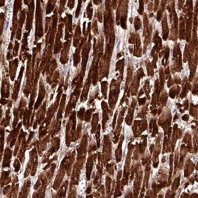 Immunohistochemistry-Paraffin: CKMT2 Antibody [NBP2-13841]