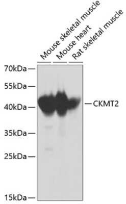 Western Blot: CKMT2 AntibodyBSA Free [NBP2-92406]