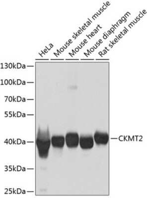 Western Blot: CKMT2 AntibodyBSA Free [NBP2-92825]