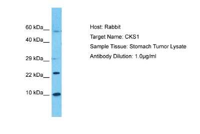 Western Blot: CKS1 Antibody [NBP2-88788]