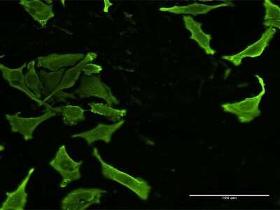 Immunocytochemistry/ Immunofluorescence: CKS2 Antibody (1G8) [H00001164-M03]