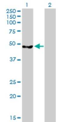 Western Blot: CLP1/HEAB Antibody [H00010978-B01P]