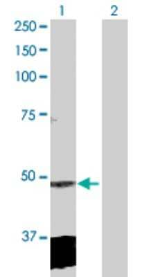 Western Blot: CLP1/HEAB Antibody [H00010978-D01P]