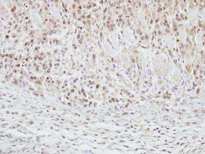 Immunohistochemistry-Paraffin: CLASP1 Antibody [NBP2-15910]
