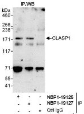 Immunoprecipitation: CLASP1 Antibody [NBP1-19126]