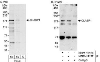 Western Blot: CLASP1 Antibody [NBP1-19127]