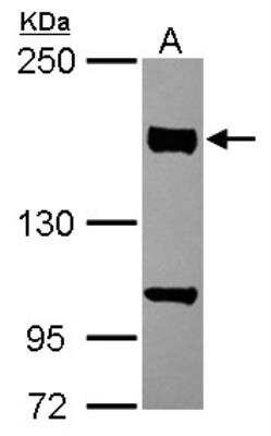 Western Blot: CLASP1 Antibody [NBP2-15910]