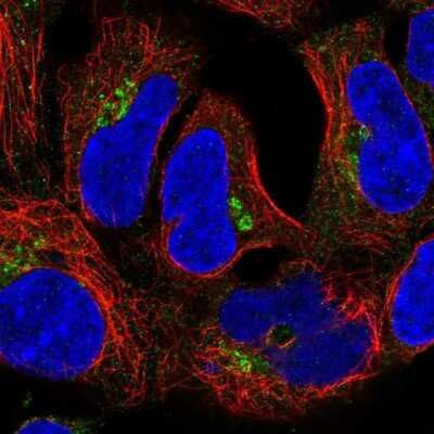 Immunocytochemistry/ Immunofluorescence: CLASP2 Antibody [NBP2-57817]