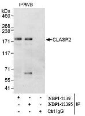 Immunoprecipitation: CLASP2 Antibody [NBP1-21394]