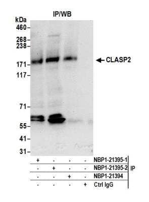 Immunoprecipitation: CLASP2 Antibody [NBP1-21395]