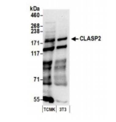 Western Blot: CLASP2 Antibody [NBP1-21395]