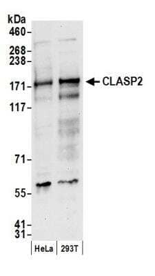 Western Blot: CLASP2 Antibody [NBP1-21395]